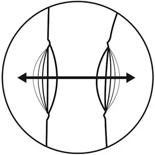 Throb Pulse Throb Pulse