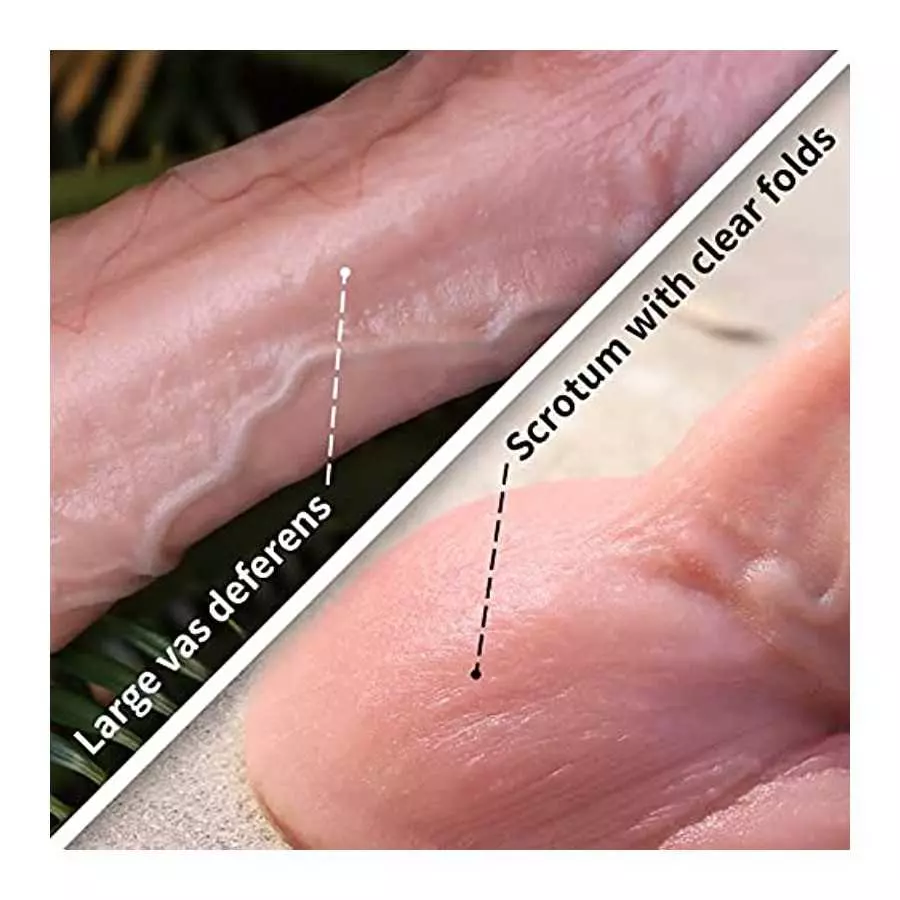 8.18 Inch Huge Realistic Dildo, Lifelike Penis with Big Glans Head Adult Sex Toy for Female Pussy and Anal Orgasm, Suction Cup D