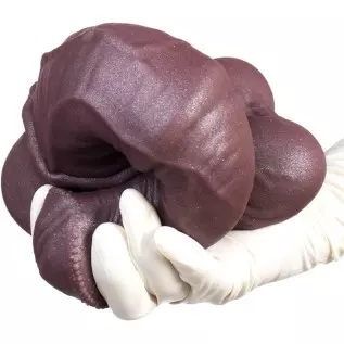 12 inch Realistic Horse Cock Dildo Silicone Giant Long Fantasy Big Dildos Mens Animal Massive Penis with Suction Cup girthy Dild